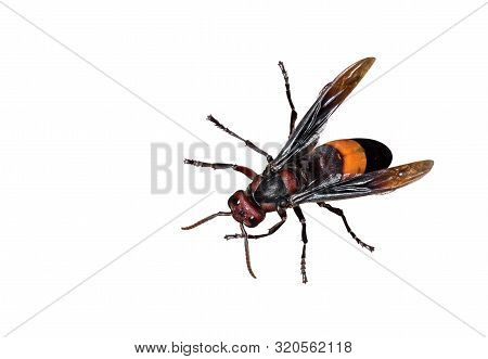 Closeup The Greater Banded Hornet Or Vespa Tropica Isolated On White Background