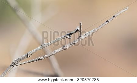Stick Insect, Isalo National Park, Madagascar, Selective Focus