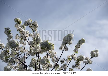 Fioritura albero sfondo