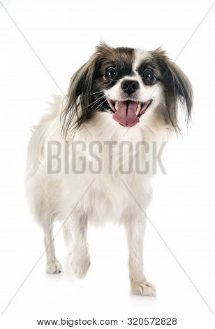 Phalene Papillon Dog In Front Of White Background