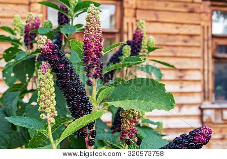 Pokeweed Americana Or Simply Phytolacca. Black Berries Of Phytolacca. Poisonous Plants.