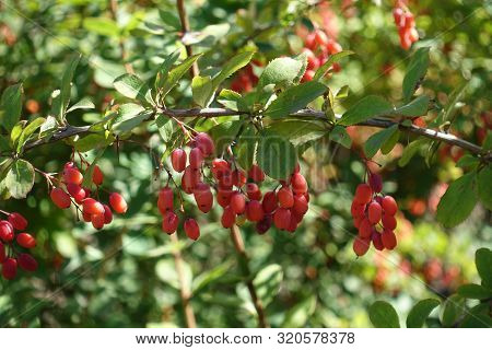 Horizonatl Branch Of Common Barberry With Red Berries In Autumn