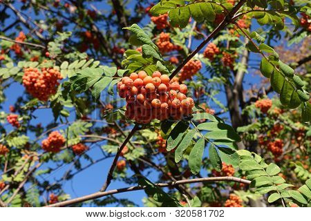 Fully Ripe Berries On Branches Of Rowan Against Blue Sky In October