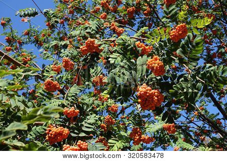 Numerous Red Berries In The Leafage Of Rowan Against Blue Sky