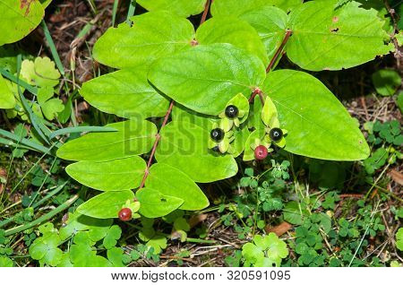 Twig Of Hypericum Androsaemum Or Tutsan With Berries Changing Color During Ripening Process From Red