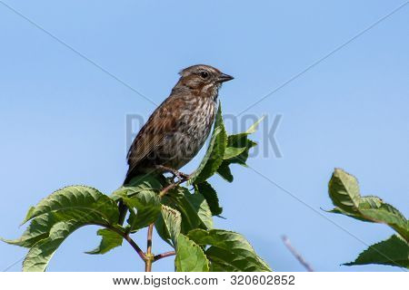 A Song Sparrow (melospiza Melodia) Perched In A Tree With Blue Skyin British Columbia, Canada.