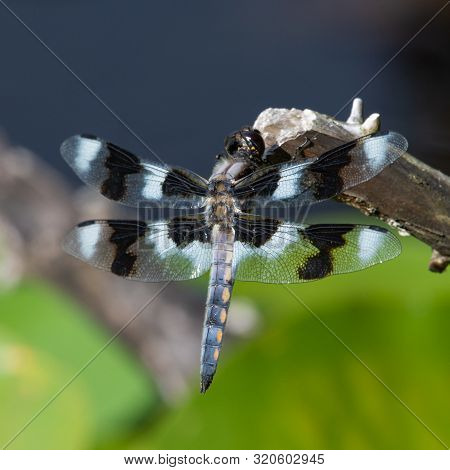 An Eight-spotted Skimmer (libellula Forensis) Dragonfly Perched On A Tree Branch Up Close Showing Of