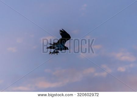 An Evening Sunset  Silhouette Of Osprey With A Fresh Fish Catch Flying Back To Its Nest With A Beaut