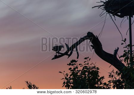 An Evening Sunset  Kelowna From Rotary Marsh Looking At The Osprey Nest With Osprey Eating A Fish Wi