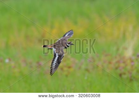 A Killdeer (charadrius Vociferus) In Flight Over A Green Grass Marsh In Background.