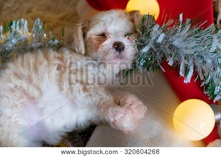 Chinese Crested Powderpuff Dog Sleeps On Christmas Background. Top View