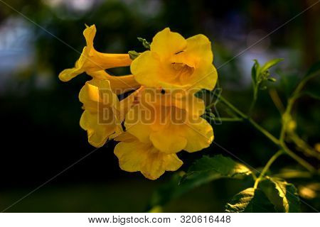 Yellow Elder, Trumpetbush, Trumpetflower, Yellow Trumpet-flower, Yellow Trumpetbush