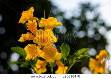 Yellow Elder, Trumpetbush, Trumpetflower, Yellow Trumpet-flower, Yellow Trumpetbush