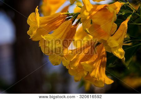 Yellow Elder, Trumpetbush, Trumpetflower, Yellow Trumpet-flower, Yellow Trumpetbush