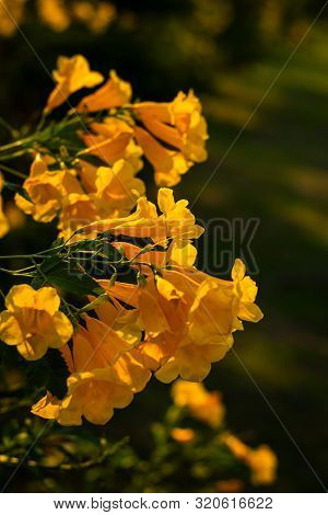 Yellow Elder, Trumpetbush, Trumpetflower, Yellow Trumpet-flower, Yellow Trumpetbush