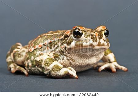 Bufo viridis. Grønne tudse på grå baggrund. Studio skud.