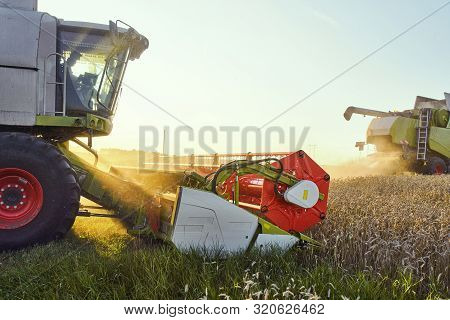 Combine Harvester Harvests Ripe Wheat. Ripe Ears Of Gold Field