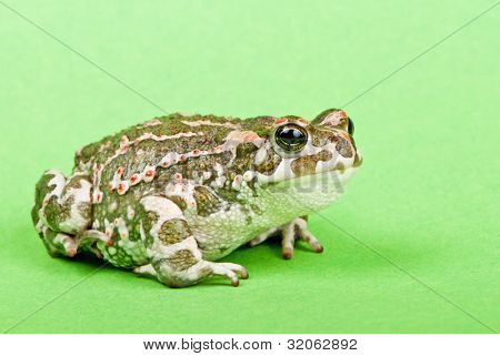 Bufo viridis. Grønne tudse på grøn baggrund. Studio makro skud.