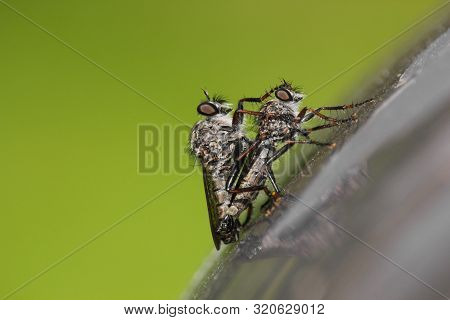 Close-up Of Two Robber Flies (efferia Aestuans), Copulating On A Gray Surface. Male Having His Paw O