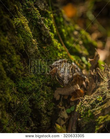 Frog On A Moss Covered Old Stump I