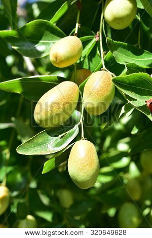 Jujube Jojoba Plant Tree
