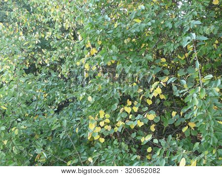 Autumn is gaining momentum. Yellow leaves on the bushes.