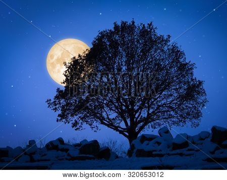 An image of a tree at night with pale moon