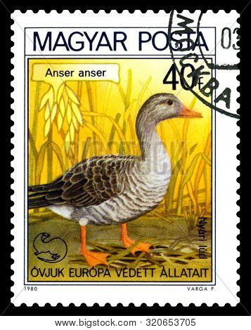 Stavropol, Russia - August 26. 2019: A Stamp Printed By Hungary Shows Bird  Grey Goose, Anser Anser,