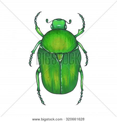 Bug Bronze. Hand Drawn Insect Illustration, Detailed Art. Isolated Bug On White Background