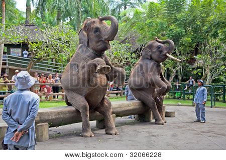 BALI, Indonésie-24. ledna: dva sloni show na Bali Elephant Camp, leden 24, 2012 Bali, Indone