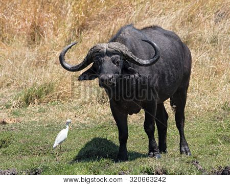 Water Buffalo And Cattle Egret In Moremi National Park Botswana
