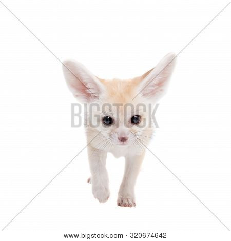 Pretty Fennec Fox Cub On White Background