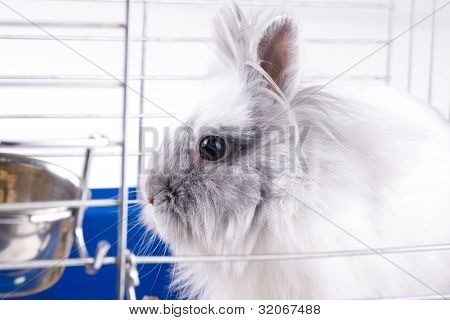 Lapin Angora blanc