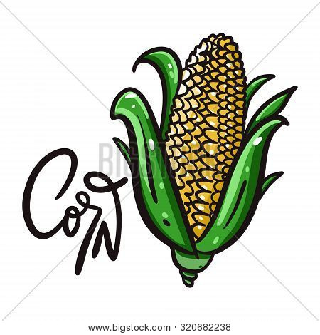 Corn Hand Drawn Vector Illustration And Lettering. Isolated On White Background.