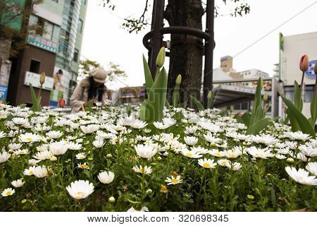 Daisy Or Bellis Perennis Flowers In Garden At Front Of Naka Kasai Town Of Edogawa Ku City For Japane