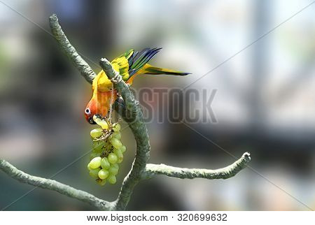 Beautiful And Colorful Parrot Sun Conure Eating Grapes