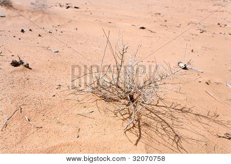 Saxaul hiekkadyynejä Wadi Rum jälkiruoka