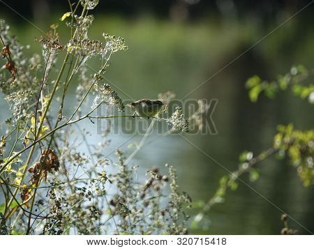 Chiffchaff Perched On Wild Flower Stem During Early Autumn, Pond In Background