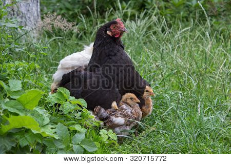 Little Chicks Under The Wing Of A Chicken, Hen Family, Chicken Hides Small Chicks Under The Wing, Ca
