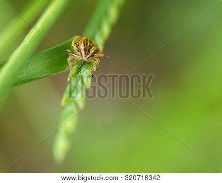 Frontal Shot Of A Beetle Om A Plant Stipe