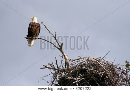 Eagle undersøgelse lukke