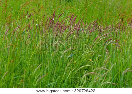 Green Field, Sweet Vernal Grass (anthoxanthum Odoratum) Background.