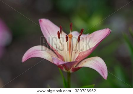 Blooming Lavendar Lily