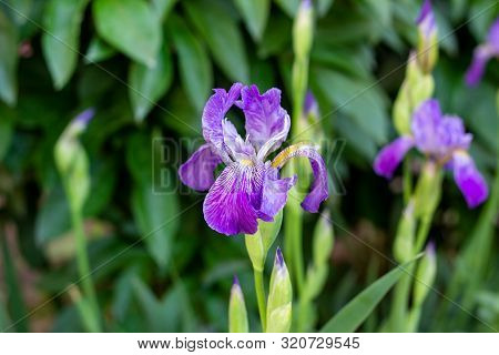 Purple, White, Blue And Violet Blooming Iris Xiphium (bulbous Iris, Sibirica) On Green Leaves Ang Gr