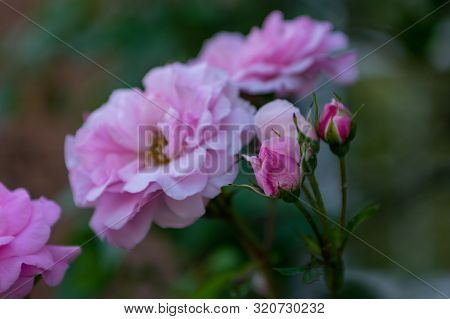 Some Beautiful Rose Buds And Flowers In The Garden.