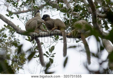 Wet Common Brown Lemur (eulemur Fulvus Fulvus)