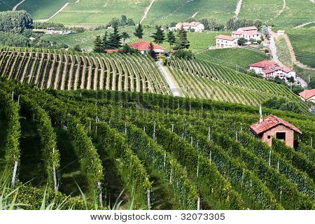 Viñedos en las colinas de la provincia de Piamonte en Italia