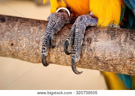 The Claws Of A Papagai On A Branch
