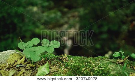 Green Spring Leave With Bokeh Background Fresh And Green Leaves Selective Focus And Blurry Backgroun