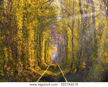Autumn Morning Scenery In Tunnel Of Love. Klevan, Ukraine